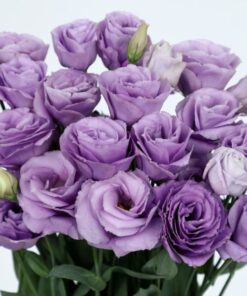 Lisianthus Rosita 3 Lavender