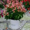 Antirrhinum Crackle and Pot Sunset