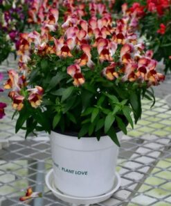 Antirrhinum Crackle and Pot Sunset