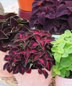 Coleus Mezmerize