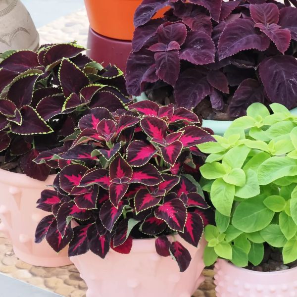 Coleus Mezmerize