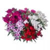 Dianthus Elation