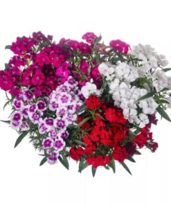Dianthus Elation