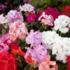 Geranium Horizon