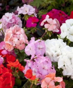 Geranium Horizon