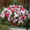 Impatiens Athena