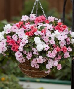 Impatiens Athena