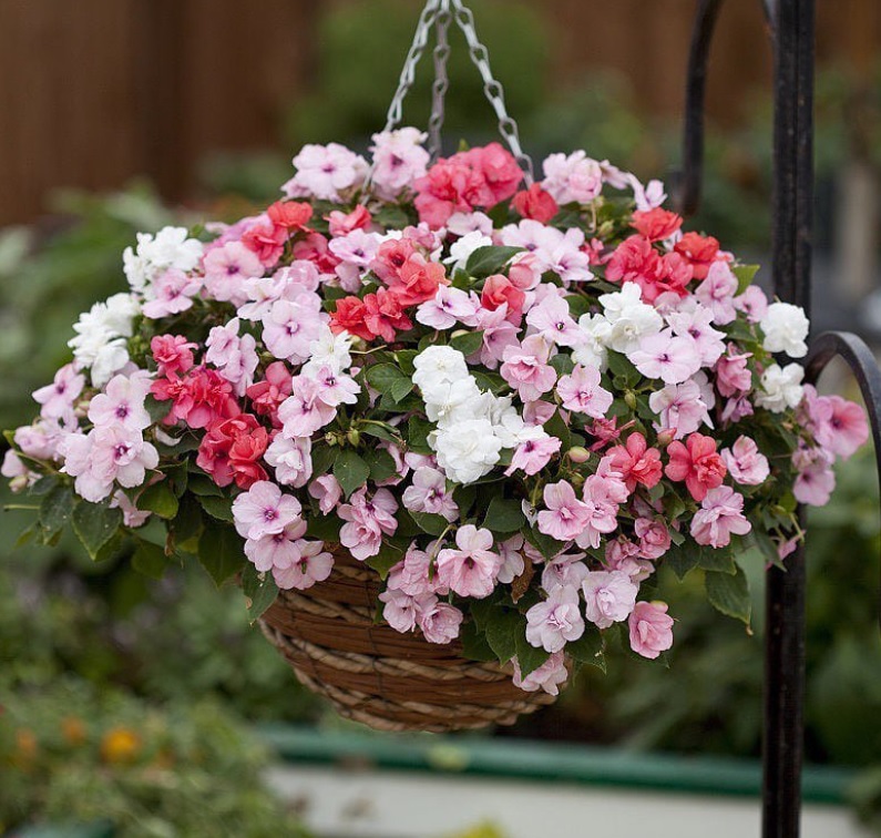Impatiens Athena