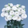 Lisianthus Rosita 2 White