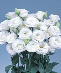 Lisianthus Rosita 2 White