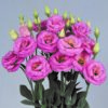 Lisianthus Rosita 3 Pink