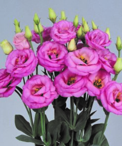 Lisianthus Rosita 3 Pink