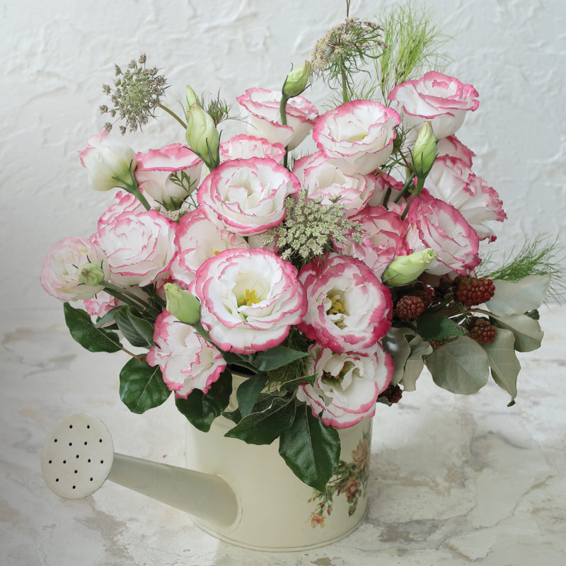 Lisianthus Rosita 3 Pink Picotee