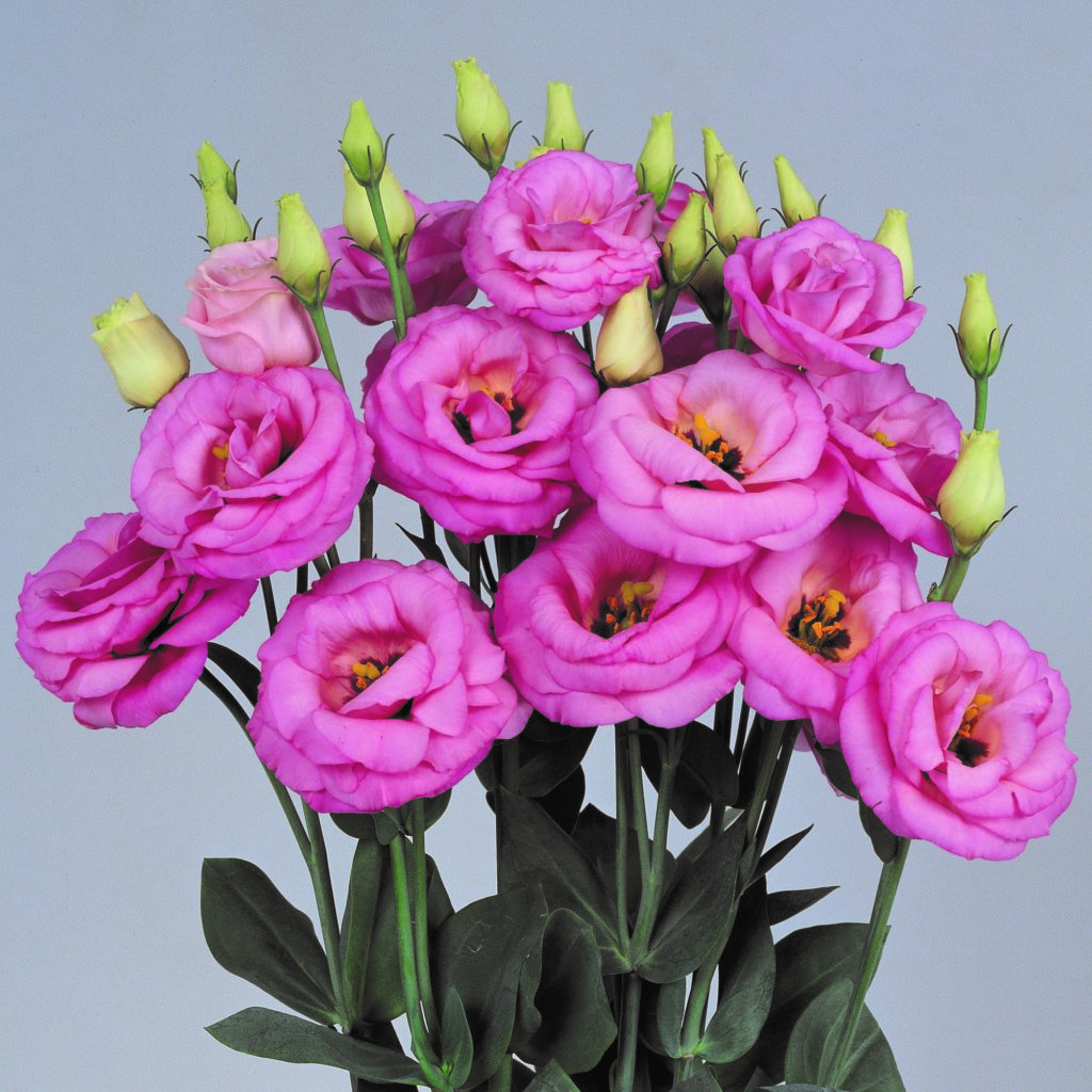 Lisianthus Rosita 3 Pink