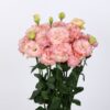 lisianthus voyage 3 champagne