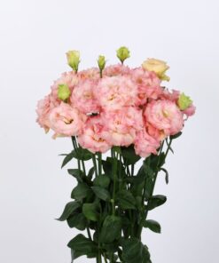 lisianthus voyage 3 champagne