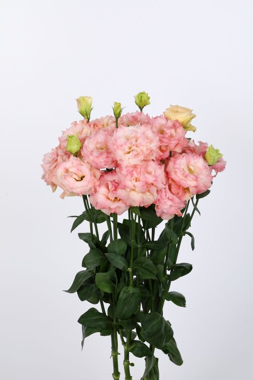 lisianthus voyage 3 champagne