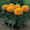 Marigold Antigua Orange