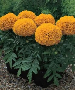 Marigold Antigua Orange