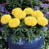 Marigold Antigua Yellow