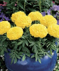 Marigold Antigua Yellow