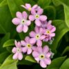 Myosotis Mon Amie Pink