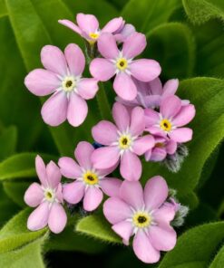 Myosotis Mon Amie Pink