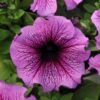 petunia daddy sugar