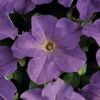 Its rare sky-blue flower color, large blooms, and continuous flowering habit make it one of the most distinctive petunia varieties available.