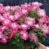 petunia rose morn
