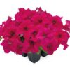 petunia tritunia rose
