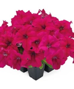 petunia tritunia rose