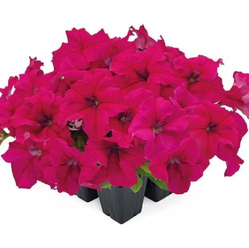 petunia tritunia rose