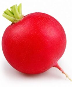 radish red globe