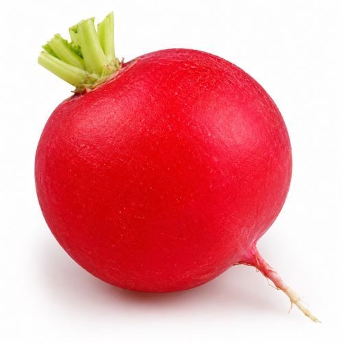 radish red globe