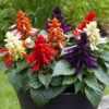 Salvia Mojave