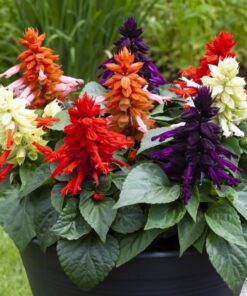 Salvia Mojave