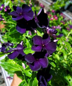Vinca Black Purple