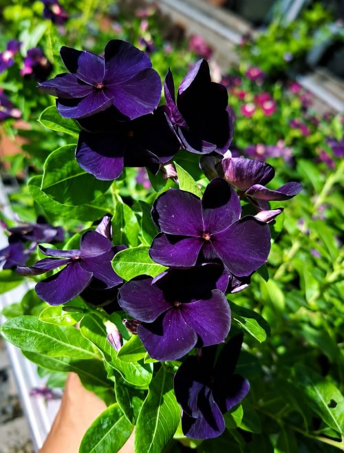 Vinca Black Purple