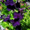 vinca black purple