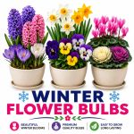 Winter Flower Bulbs
